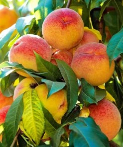 SN FRUIT COLLECTION Peach Trees - Early Augustprince