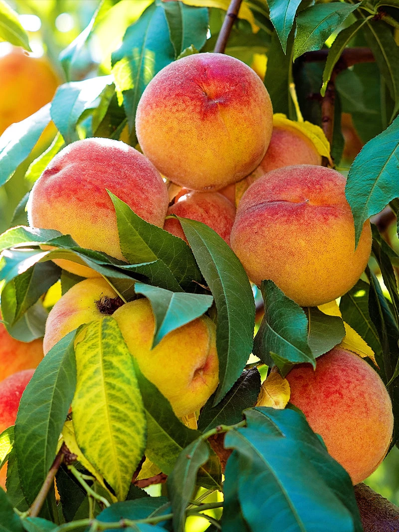SN FRUIT COLLECTION Peach Trees - Early Augustprince