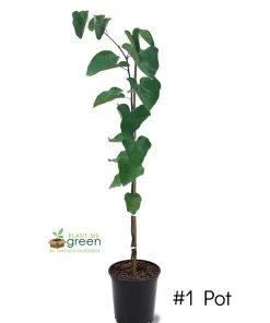 SN FLOWERING COLLECTION Redbud - Eastern