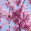 SN FLOWERING COLLECTION Redbud - Eastern