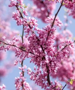 SN FLOWERING COLLECTION Redbud - Eastern