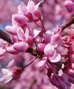 SN FLOWERING COLLECTION Redbud - Eastern