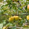 SN Apple Trees - Ein Shemer