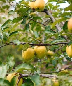 SN Apple Trees - Ein Shemer