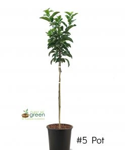 SN Apple Trees - Ein Shemer