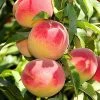 SN Peach Trees - Elberta