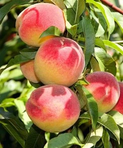 SN Peach Trees - Elberta