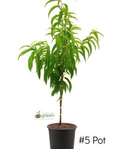 SN Peach Trees - Elberta