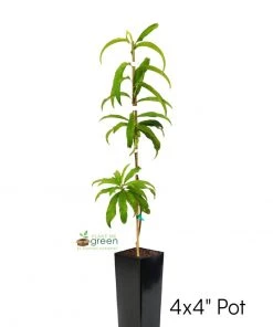 SN Peach Trees - Elberta