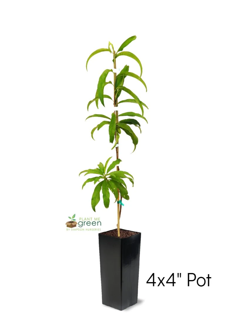 SN Peach Trees - Elberta