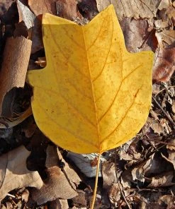 Plant Me Green SHADE COLLECTION Poplar - Tulip