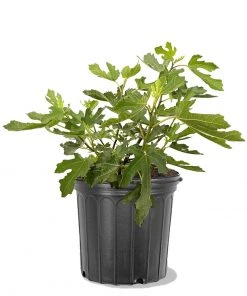 Plant Me Green Fig - Beer's Black (Dwarf) Fig Trees