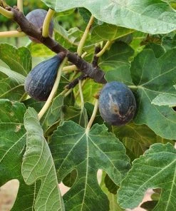 Plant Me Green Fig - Beer's Black (Dwarf) Fig Trees