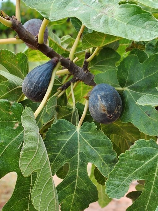 Plant Me Green Fig - Beer's Black (Dwarf) Fig Trees
