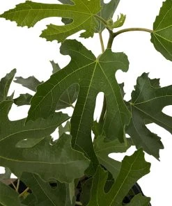 Plant Me Green Fig - Beer's Black (Dwarf) Fig Trees
