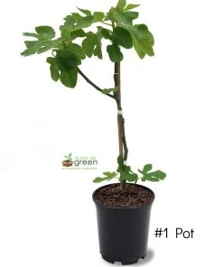 SN FRUIT COLLECTION Fig Trees - Brown Turkey