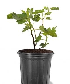 Plant Me Green Fig Trees - Yellow Long Neck