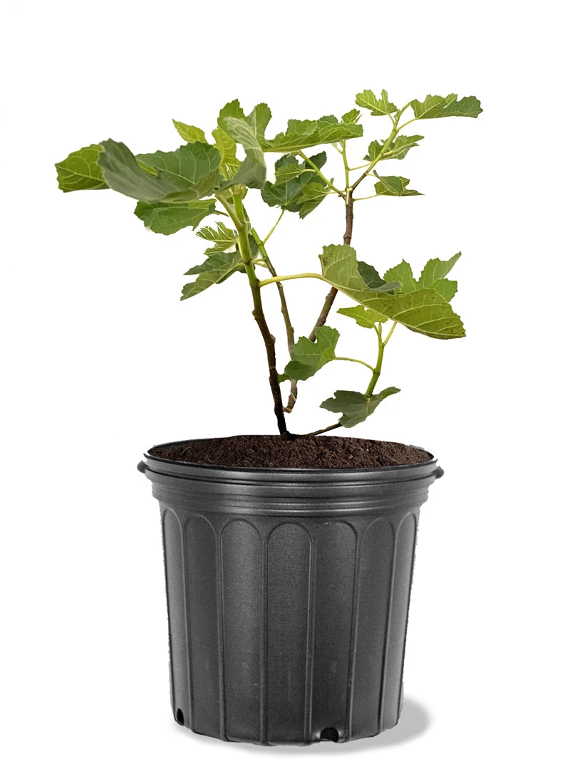 Plant Me Green Fig Trees - Yellow Long Neck