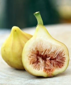 Plant Me Green Fig Trees - Yellow Long Neck