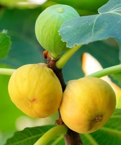 Plant Me Green Fig Trees - Yellow Long Neck