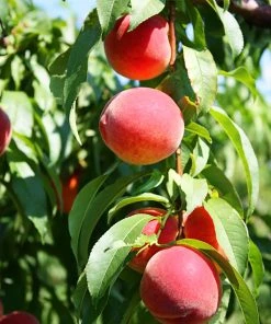 SN FRUIT COLLECTION Peach Trees - Flordaking
