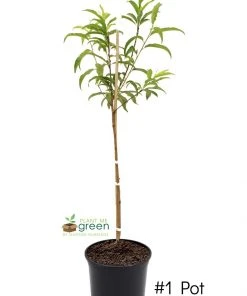 SN FRUIT COLLECTION Peach Trees - Flordaking