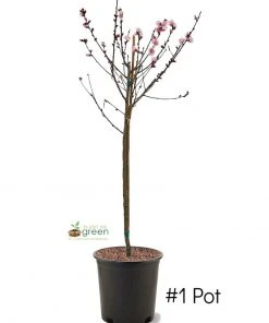 SN FRUIT COLLECTION Peach Trees - Flordaking