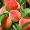 SN Peach Trees - Flordaglo