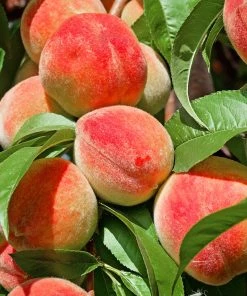 SN Peach Trees - Flordaglo