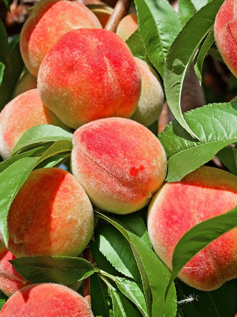 SN Peach Trees - Flordaglo