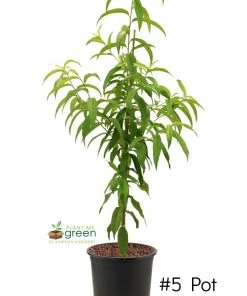 SN FRUIT COLLECTION Peach Trees - Flordaking