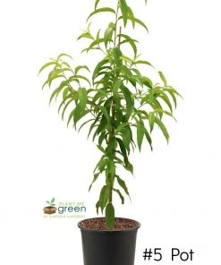 SN Peach Trees - Flordaglo