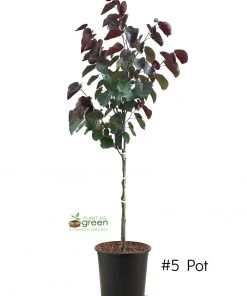 SN Redbud - Forest Pansy FLOWERING COLLECTION