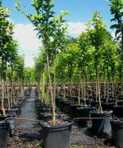 SN Pear Trees - Hood FRUIT COLLECTION