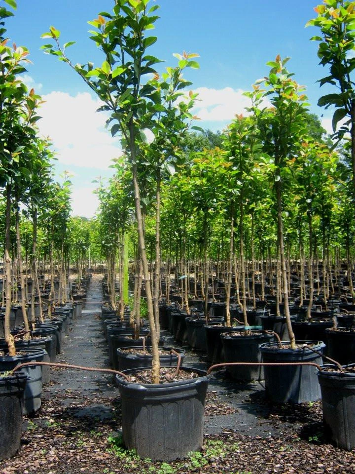 SN Pear Trees - Hood FRUIT COLLECTION