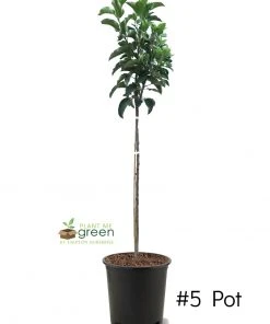 SN Apple Trees - Fuji