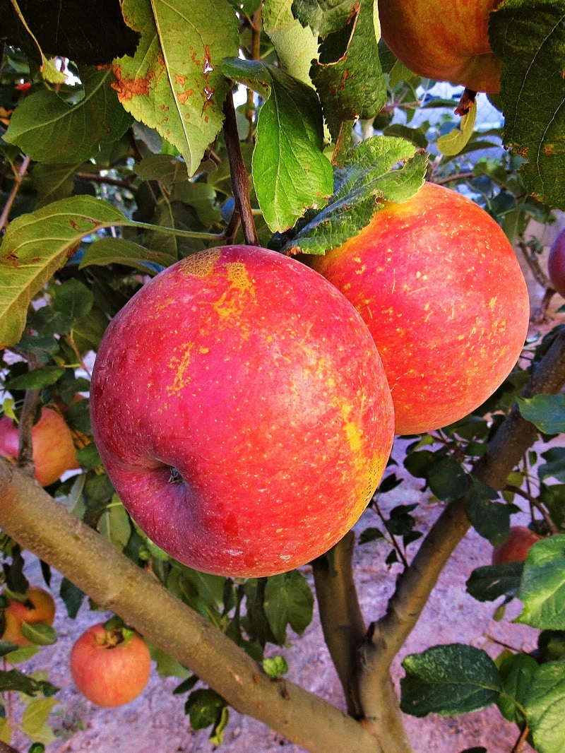 SN Apple Trees - Fuji