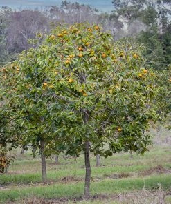 SN Persimmon Trees - Fuyu Jiro (Non-Astringent)