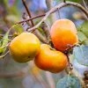 SN Persimmon Trees - Fuyu Jiro (Non-Astringent)
