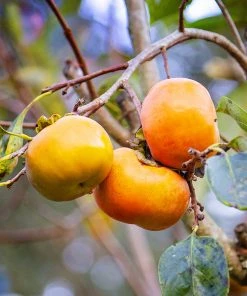 SN Persimmon Trees - Fuyu Jiro (Non-Astringent)