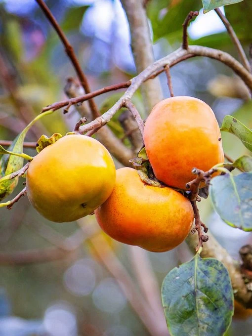 SN Persimmon Trees - Fuyu Jiro (Non-Astringent)