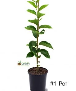 SN Persimmon Trees - Fuyu Jiro (Non-Astringent)