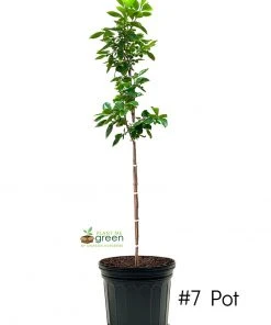 SN Persimmon Trees - Fuyugaki (Non-Astringent) FRUIT COLLECTION