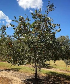 SN Persimmon Trees - Fuyugaki (Non-Astringent) FRUIT COLLECTION