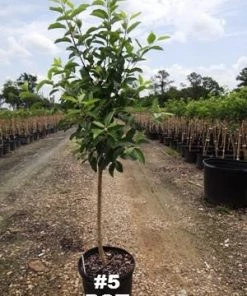 SN FRUIT COLLECTION Apple Trees - Gala