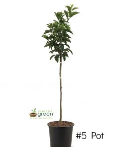 SN FRUIT COLLECTION Apple Trees - Gala