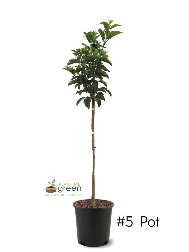 SN FRUIT COLLECTION Apple Trees - Gala