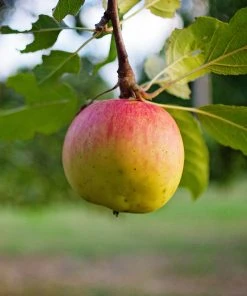 SN FRUIT COLLECTION Apple Trees - Gala