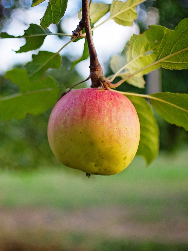 SN FRUIT COLLECTION Apple Trees - Gala