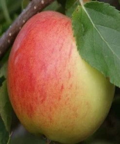 SN FRUIT COLLECTION Apple Trees - Gala